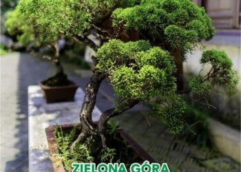 Grafika: ogród botaniczny