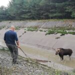 Strażacy i animalsi walczyli o uratowanie łosia Radio Zachód - Lubuskie