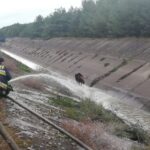 Strażacy i animalsi walczyli o uratowanie łosia Radio Zachód - Lubuskie