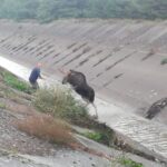 Strażacy i animalsi walczyli o uratowanie łosia Radio Zachód - Lubuskie