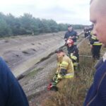 Strażacy i animalsi walczyli o uratowanie łosia Radio Zachód - Lubuskie