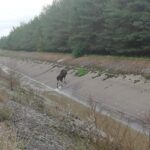 Strażacy i animalsi walczyli o uratowanie łosia Radio Zachód - Lubuskie