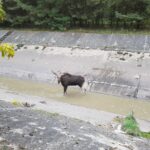 Strażacy i animalsi walczyli o uratowanie łosia Radio Zachód - Lubuskie