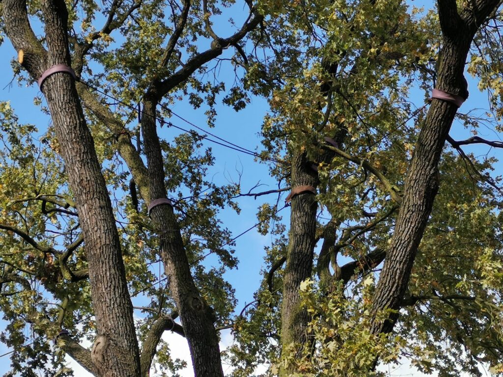 Uratowany nowosolski pomnik przyrody Uratowany nowosolski pomnik przyrody Radio Zachód - Lubuskie