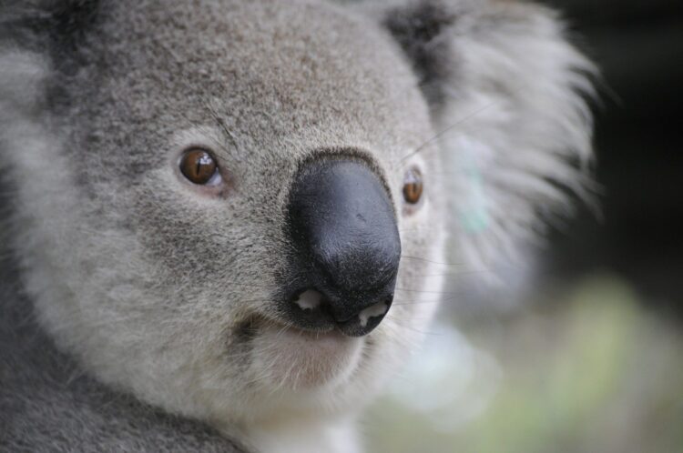 Koala fot. Pixabay