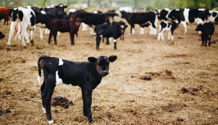Krowy Ciecierzyce Fot. Elżbieta Radzikowska