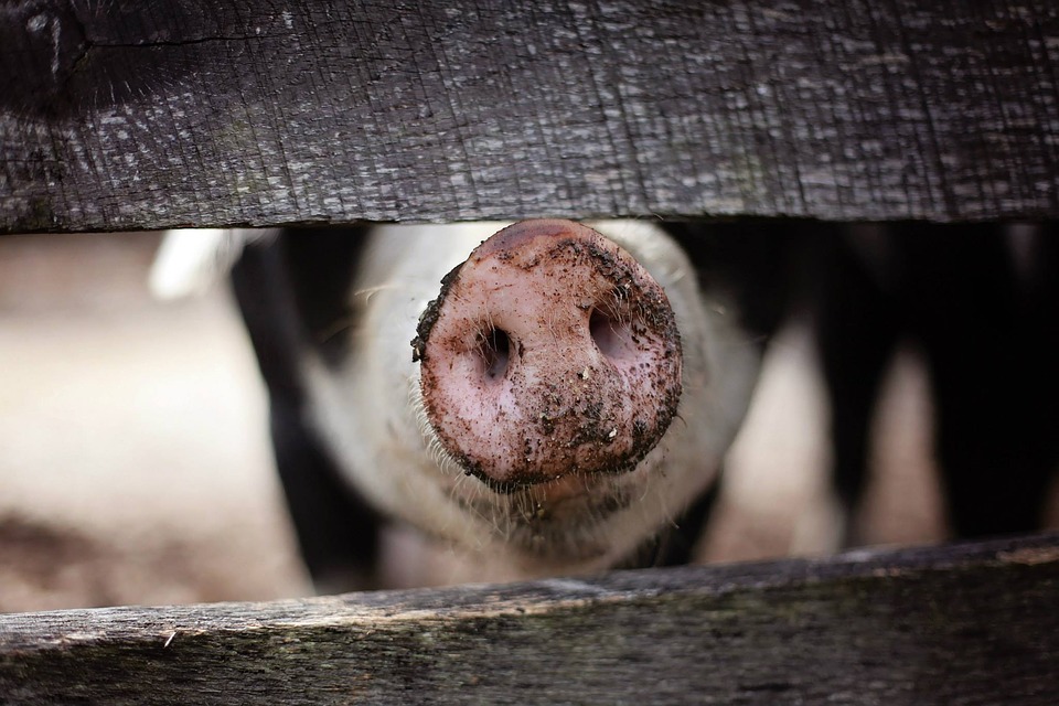 Tysiące świń do wybicia w Niedoradzu Radio Zachód - Lubuskie