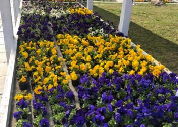 Fot. Mordel Centrum Ogrodnicze, Facebook