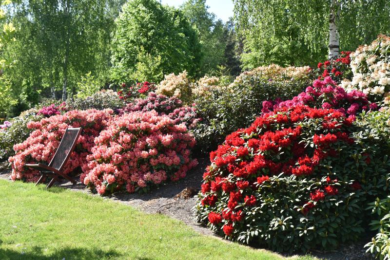 Iłowa stolicą rododendronów. Park i ogród toną w kwiatach Radio Zachód - Lubuskie