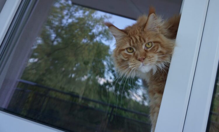 Kot uwięziony w drzwiach balkonowych Fot. Piotr Grabas