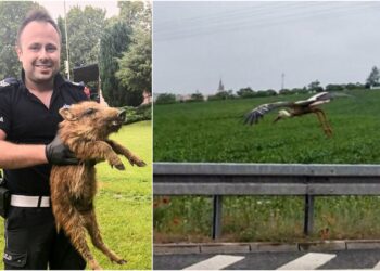 Fot. Komenda Powiatowa Policji w Świebodzinie