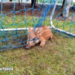 Dziki i bocian uratowane z opresji! Dwie nietypowe interwencje w Świebodzinie Radio Zachód - Lubuskie