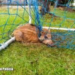 Dziki i bocian uratowane z opresji! Dwie nietypowe interwencje w Świebodzinie Radio Zachód - Lubuskie