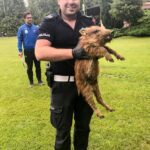 Dziki i bocian uratowane z opresji! Dwie nietypowe interwencje w Świebodzinie Radio Zachód - Lubuskie