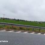 Dziki i bocian uratowane z opresji! Dwie nietypowe interwencje w Świebodzinie Radio Zachód - Lubuskie