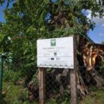 Wichura złamała najstarszy wiąz w Polsce Radio Zachód - Lubuskie