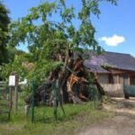 Wichura złamała najstarszy wiąz w Polsce Radio Zachód - Lubuskie