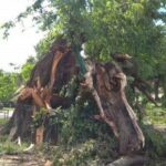 Wichura złamała najstarszy wiąz w Polsce Radio Zachód - Lubuskie