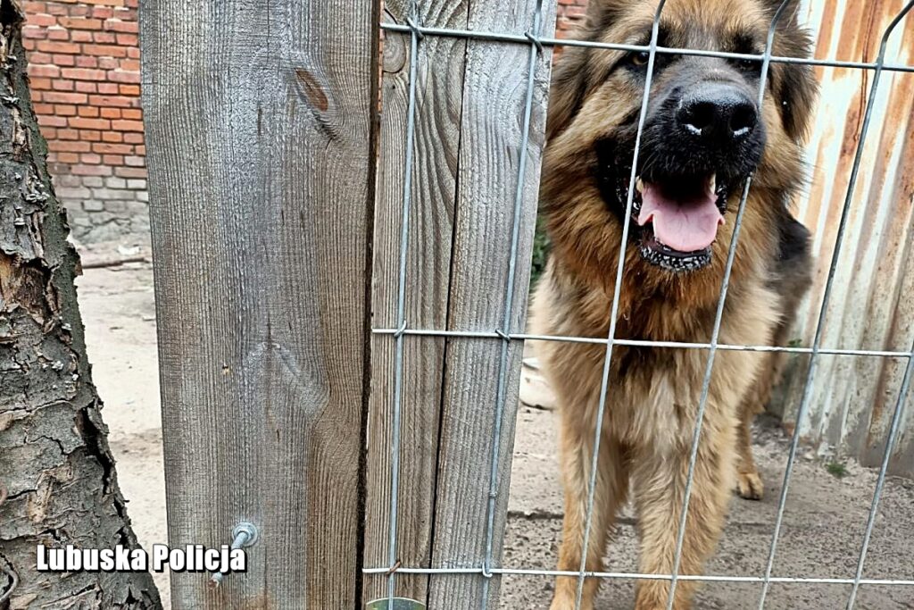Kłusował i strzelał do psa Radio Zachód - Lubuskie