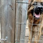 Kłusował i strzelał do psa Radio Zachód - Lubuskie