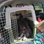 Młody bielik uratowany przez leśników Radio Zachód - Lubuskie