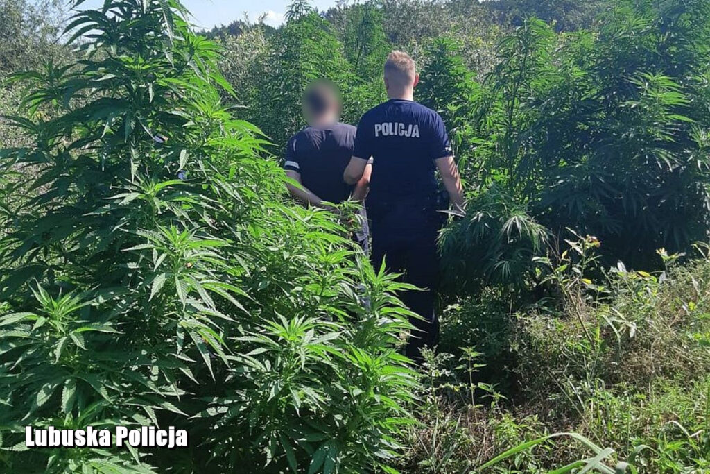 Policjanci ze Słubic zlikwidowali leśną plantację konopi Radio Zachód - Lubuskie