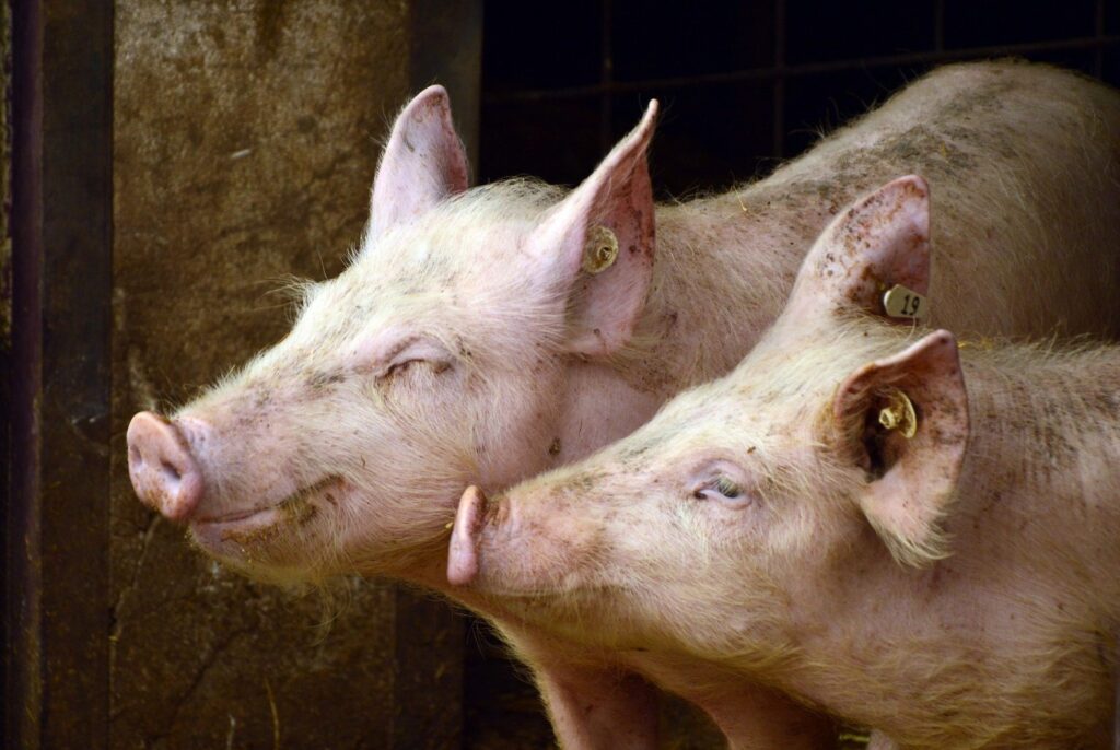 23 tys. świń do likwidacji w Niedoradzu. Efekt wykrycia ASF w hodowli Radio Zachód - Lubuskie