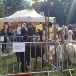 Żywa szopka z alpakami stanęła na Winobraniu Radio Zachód - Lubuskie