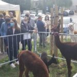 Żywa szopka z alpakami stanęła na Winobraniu Radio Zachód - Lubuskie