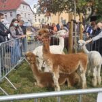 Żywa szopka z alpakami stanęła na Winobraniu Radio Zachód - Lubuskie