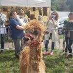 Żywa szopka z alpakami stanęła na Winobraniu Radio Zachód - Lubuskie