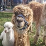 Żywa szopka z alpakami stanęła na Winobraniu Radio Zachód - Lubuskie