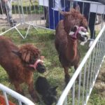 Żywa szopka z alpakami stanęła na Winobraniu Radio Zachód - Lubuskie