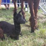 Żywa szopka z alpakami stanęła na Winobraniu Radio Zachód - Lubuskie