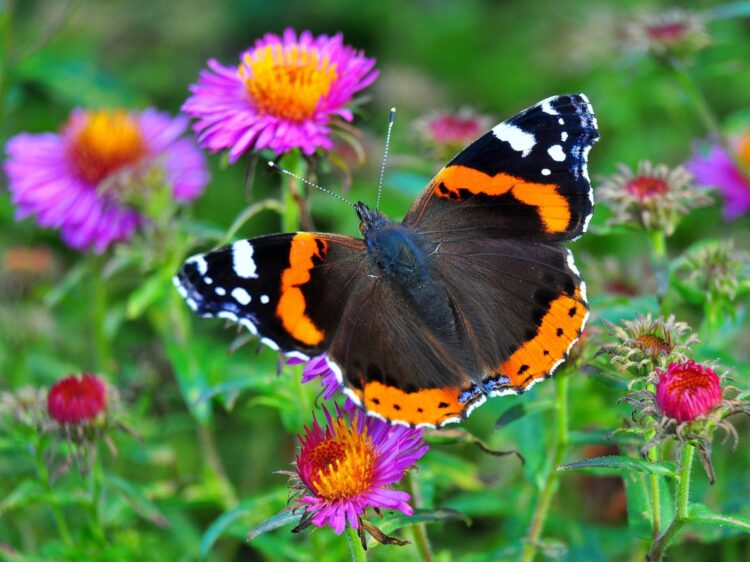 Motyl rusałka admirał, fot. Pixabay