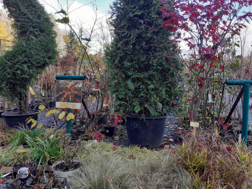 Ogrodowy Zawrót Głowy 22.11.2020 Radio Zachód - Lubuskie