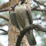 Po 100 latach sokół wrócił do lasów Nadleśnictwa Torzym Radio Zachód - Lubuskie