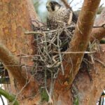 Po 100 latach sokół wrócił do lasów Nadleśnictwa Torzym Radio Zachód - Lubuskie