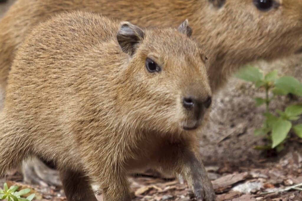 niezwykłe narodziny w polskich zoo