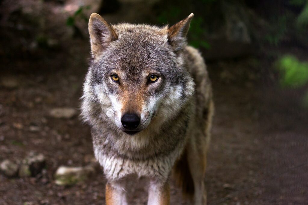 Witnica domaga się rozwiązania problemu wilków Radio Zachód - Lubuskie