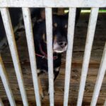 W wakacje liczba porzuconych psów rośnie 10 W wakacje liczba porzuconych psów rośnie Radio Zachód - Lubuskie