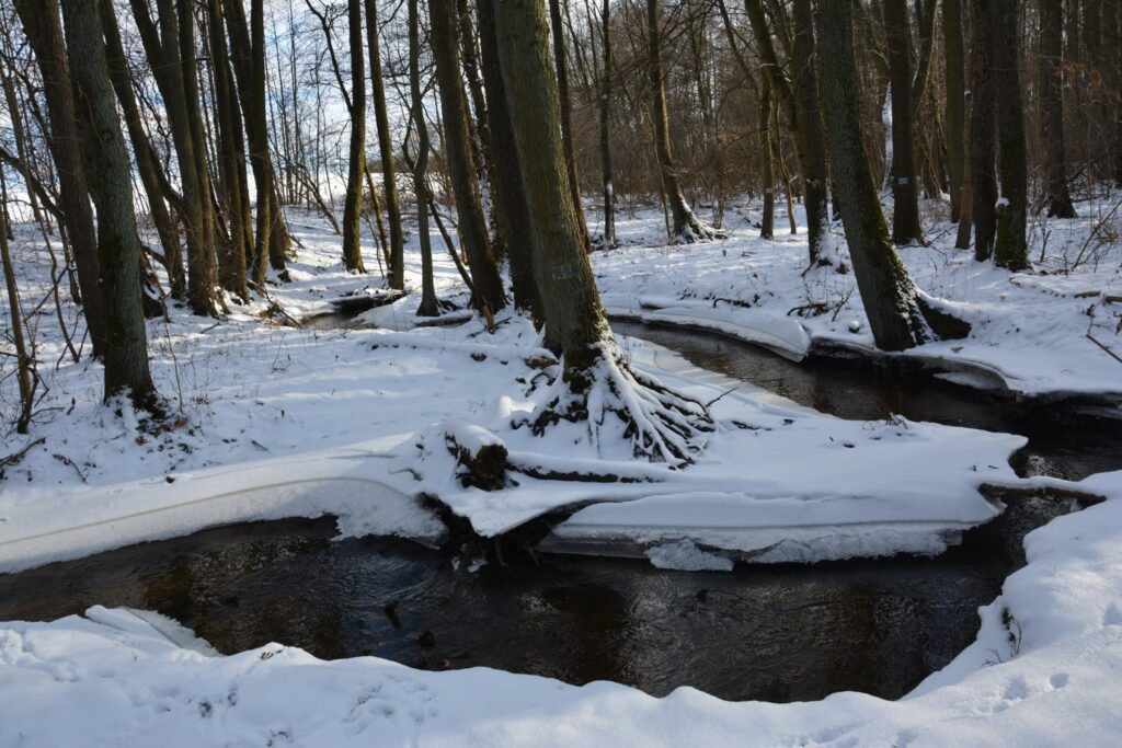 Sobotnia wycieczka wzdłuż rzeczki Srebrna Radio Zachód - Lubuskie