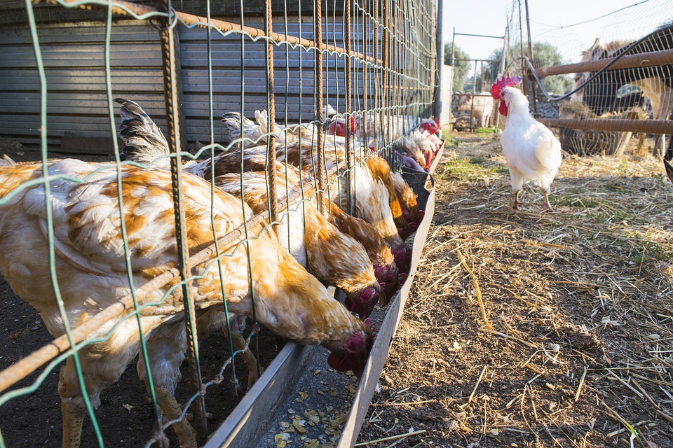 Raport NIK o walce z ptasią grypą Radio Zachód - Lubuskie