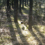 Kłusował a mięso wymieniał na alkohol! Kłusownik zatrzymany 11 Kłusował a mięso wymieniał na alkohol! Kłusownik zatrzymany