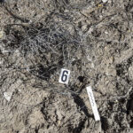 Kłusował a mięso wymieniał na alkohol! Kłusownik zatrzymany 10 Kłusował a mięso wymieniał na alkohol! Kłusownik zatrzymany