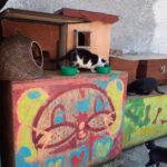 Przytulisko dla bezdomnych zwierząt w Zaborze zostanie zmodernizowane Radio Zachód - Lubuskie