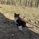 Przytulisko dla bezdomnych zwierząt w Zaborze zostanie zmodernizowane Radio Zachód - Lubuskie