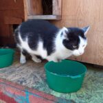 Przytulisko dla bezdomnych zwierząt w Zaborze zostanie zmodernizowane Radio Zachód - Lubuskie