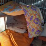 Przytulisko dla bezdomnych zwierząt w Zaborze zostanie zmodernizowane Radio Zachód - Lubuskie