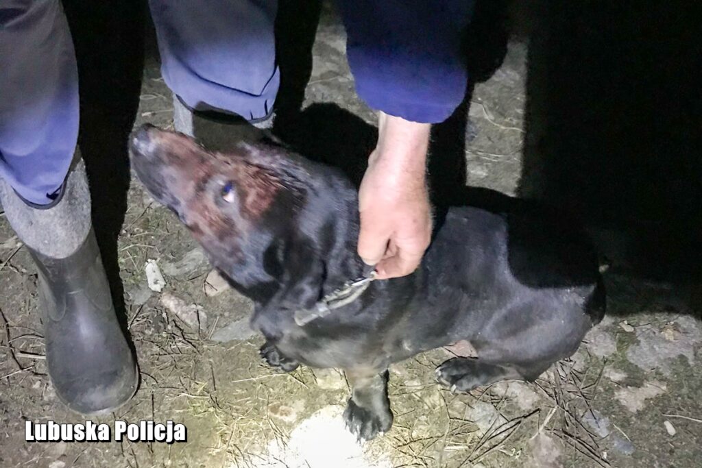 Uderzał młotkiem psa, później zakopał go żywcem. 53-latek jest już w rękach policji Radio Zachód - Lubuskie